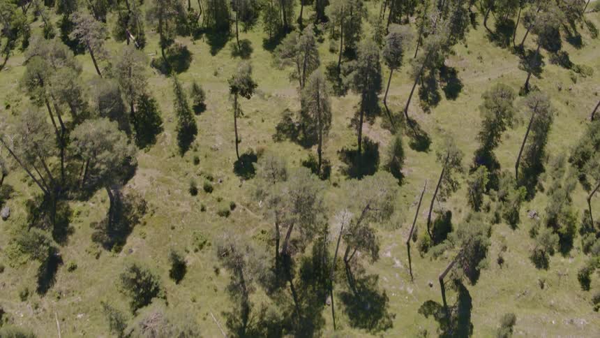 Trees stand tall in the forest
