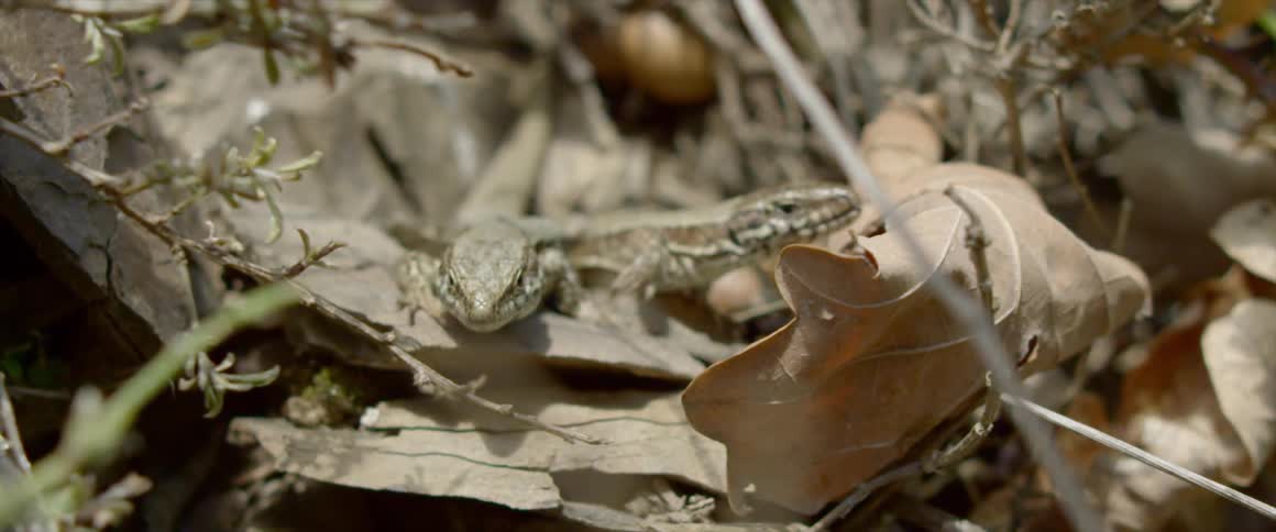 A close up view of a lizard on the ground