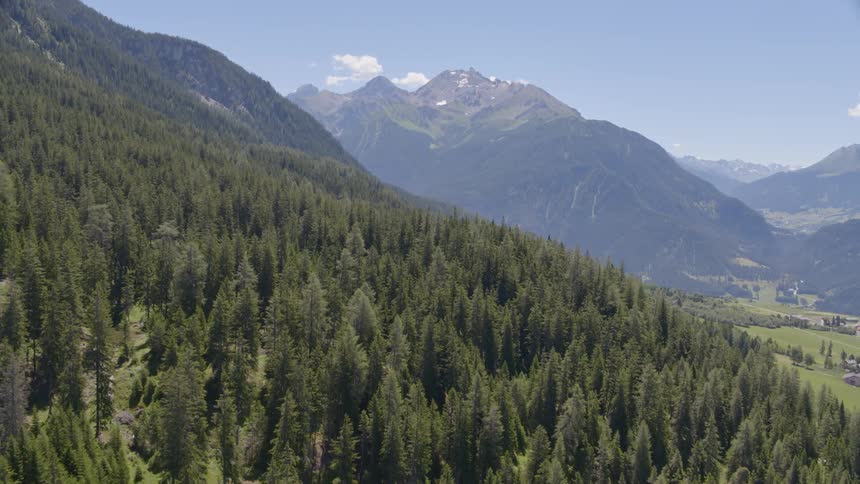 A forest growing on the side of a huge mountain leading down into a clearing