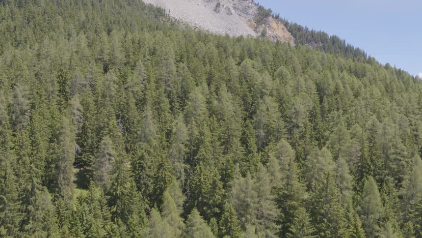 Trees on a slope leading to a rocky ridge