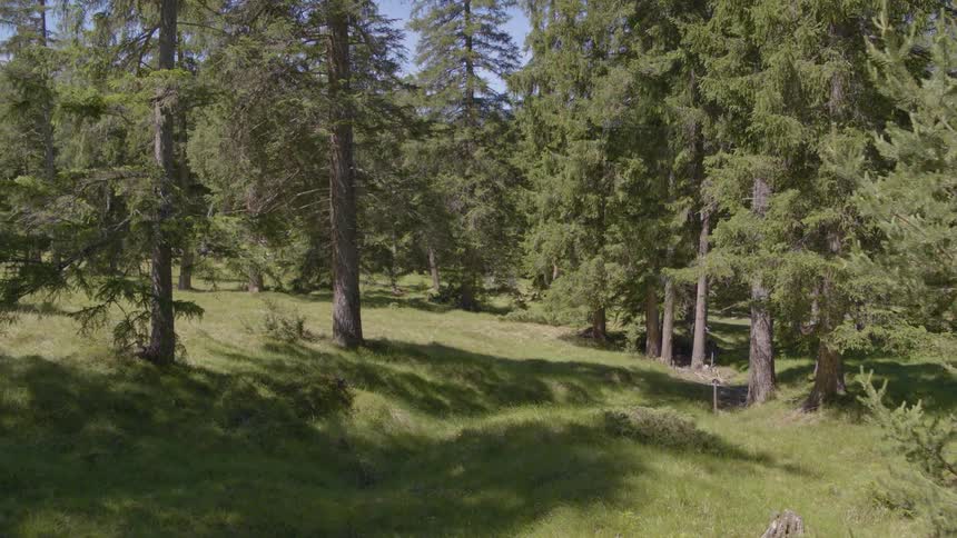 Trees rock and grass on a slope on a sunny day