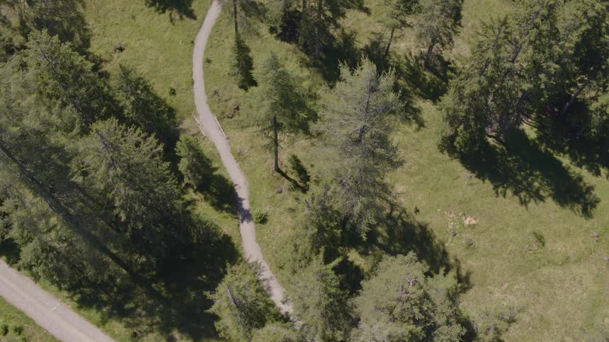 An aerial shot following a path winding through the forest