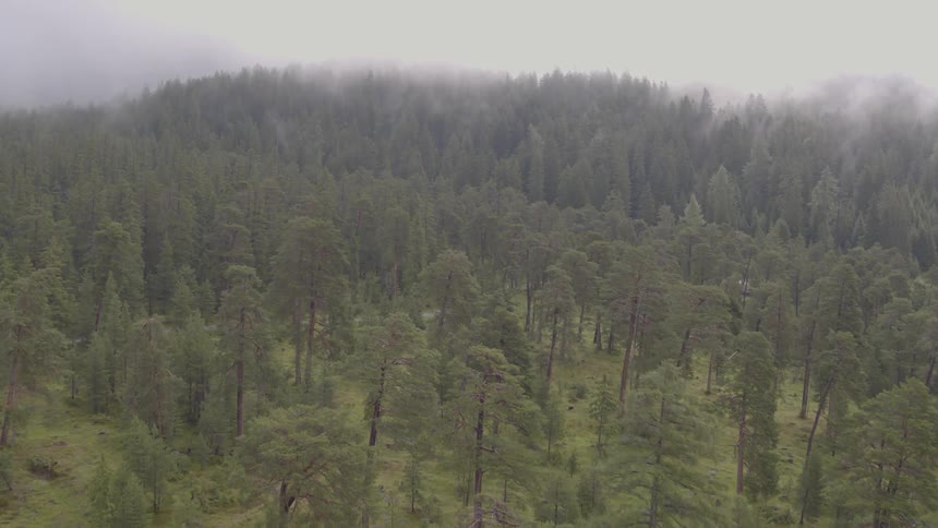 An aerial view of a misty forest