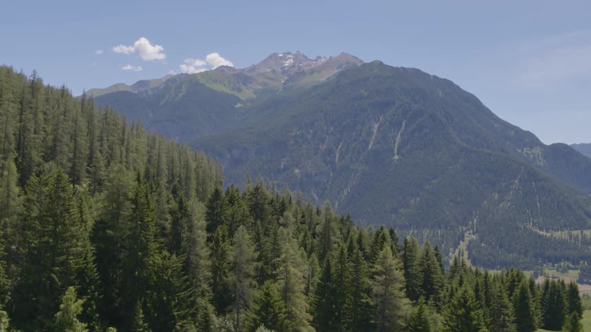 Green grass and forest trees on a slope with a mountain behind on a sunny day