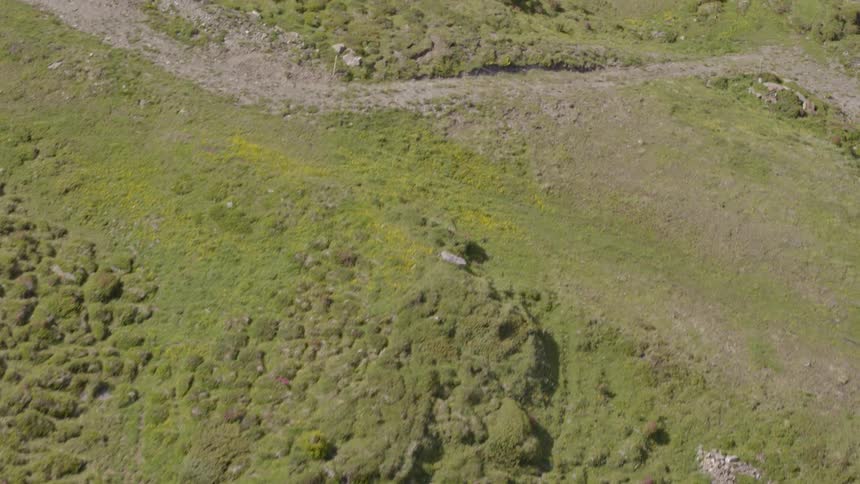Bushes and trees sit on the large open area