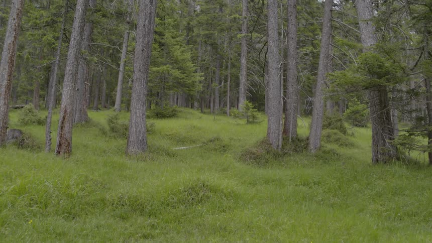 Tall trees grow in a lush green field