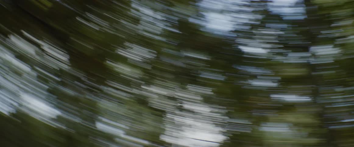A footage of a forest