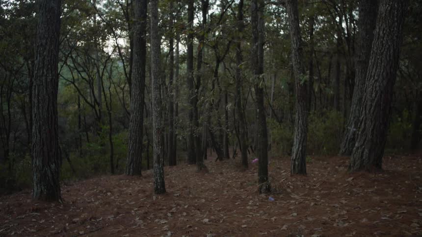 Tall trees stand in the forest while leaves lay on the ground
