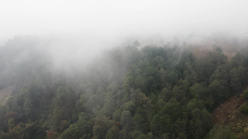 An aerial view of a misty forest