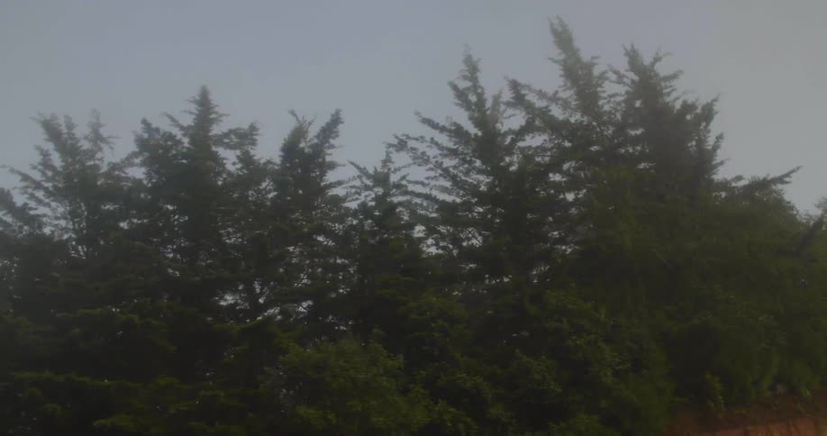 Smoke blows through a line of pine trees