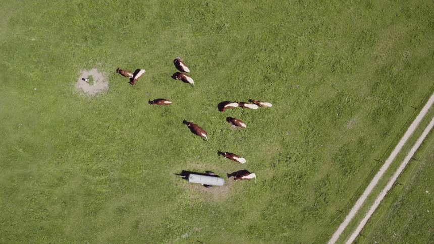 Cows graze in a field as they flick their tails and mill about