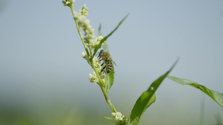 Bee climbing up a plant stem to feed off of a flower