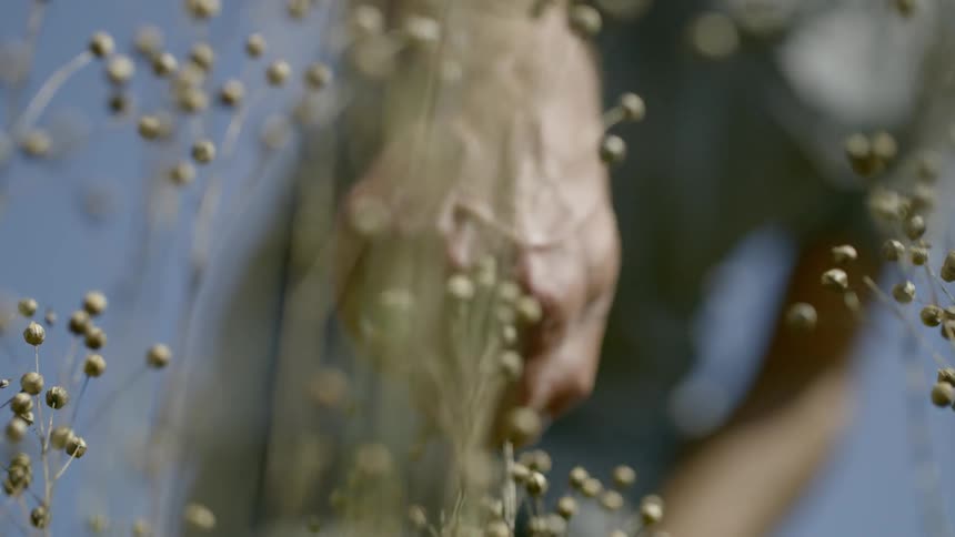 Man plucks unopened flowers during the day