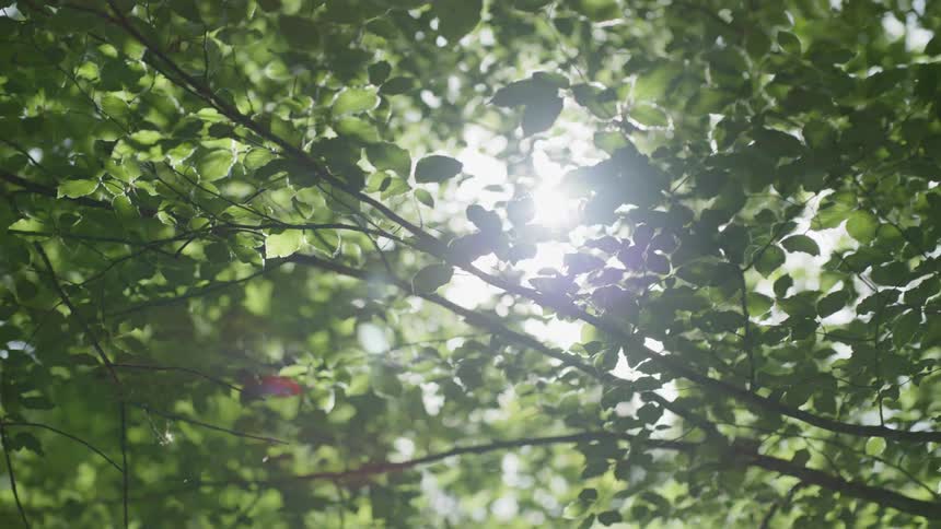 The sun shines through leaves in a forest