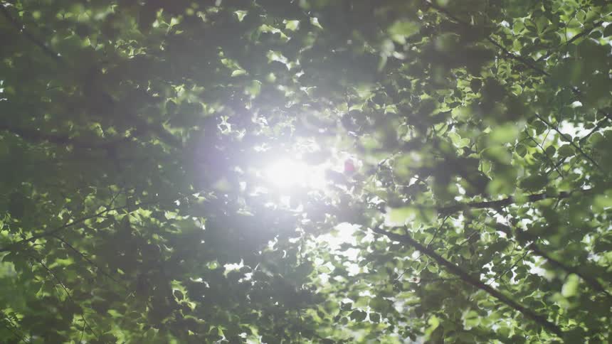 Leaves on a tree with the sun peeping through in the background
