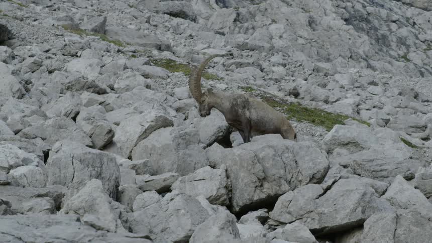 A long horned sheep walks up a rocky mountain