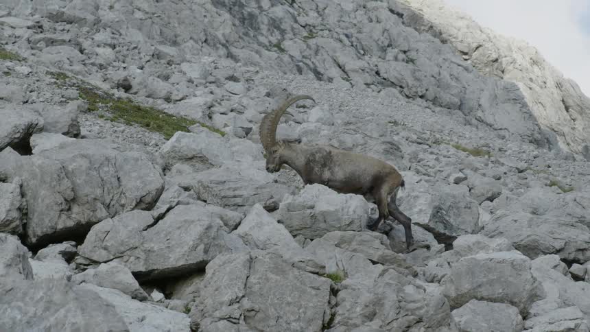 An animal walks across a mountain