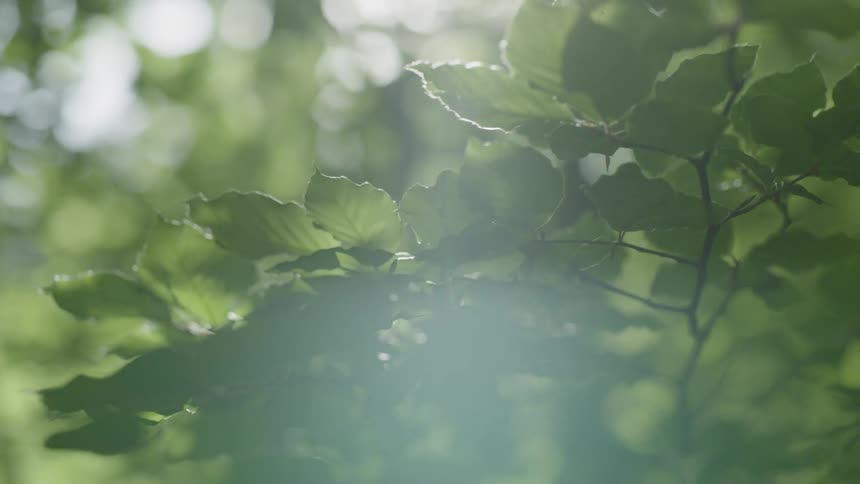Sun streams through the trees in the woods