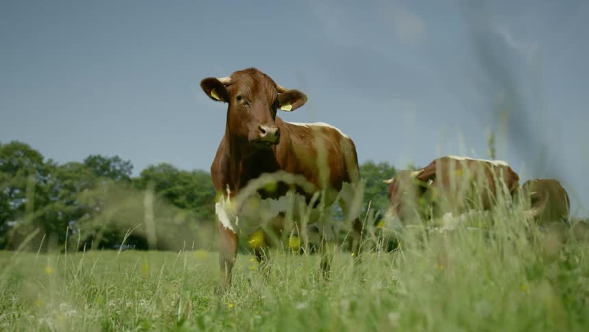 A herd of cows stand in a grassy field