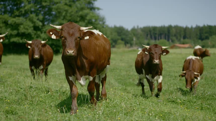 Farm animal gather at the field