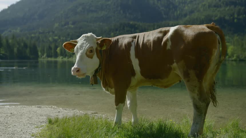 A cow in the grassfield