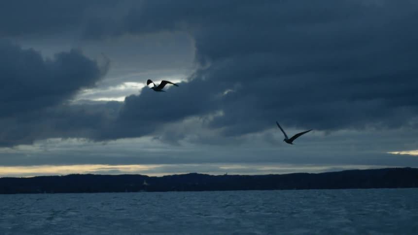 Seagulls fly in the air over the sea at dusk