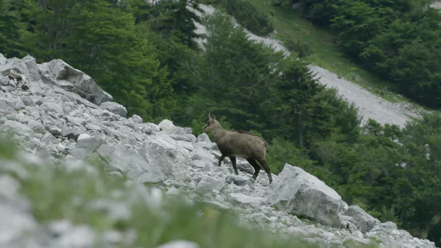 Mountain goat standing over rocks on mountain side