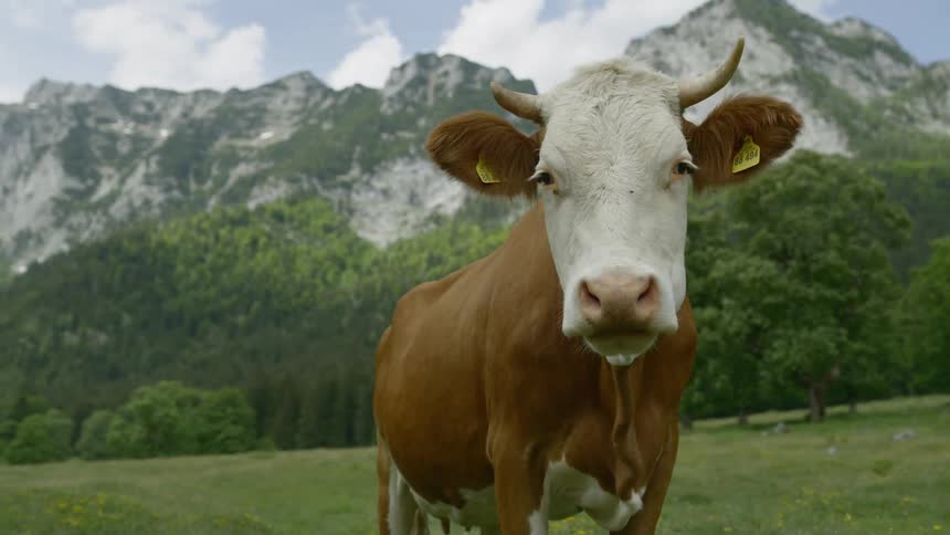 A group of cows in a field beside large mountains