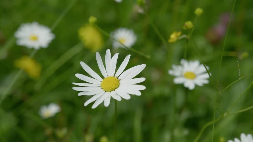 White and yellow flowers blowing in the wind