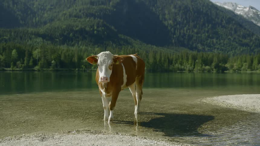 A cow in the lake
