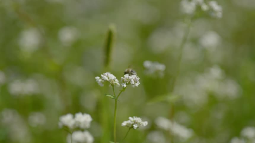 Bee feeding off blooming flowers as they sway in the breeze