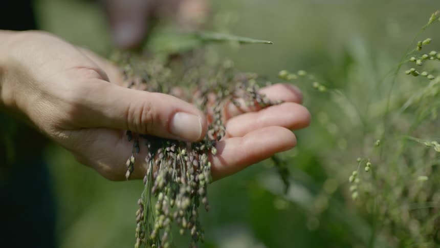 A hand grabbing a wheat
