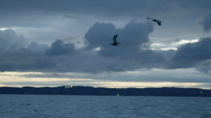 Seagulls fly in the air over the sea at dusk