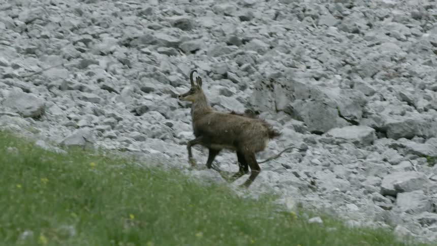 A deer running in a rocky landscape
