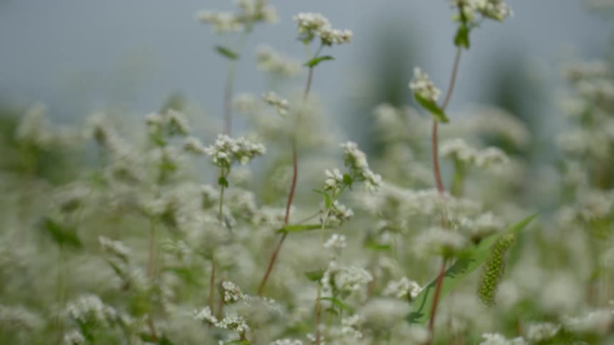 A footage of a flower field