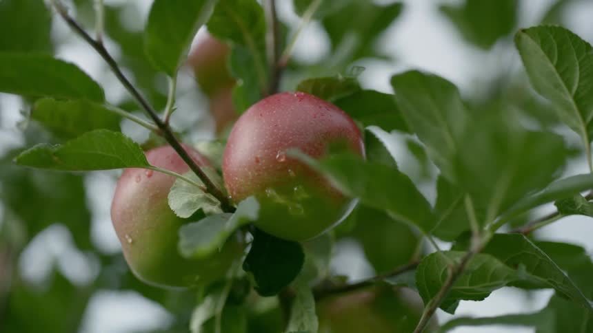 Dew glistens on apples still on branch