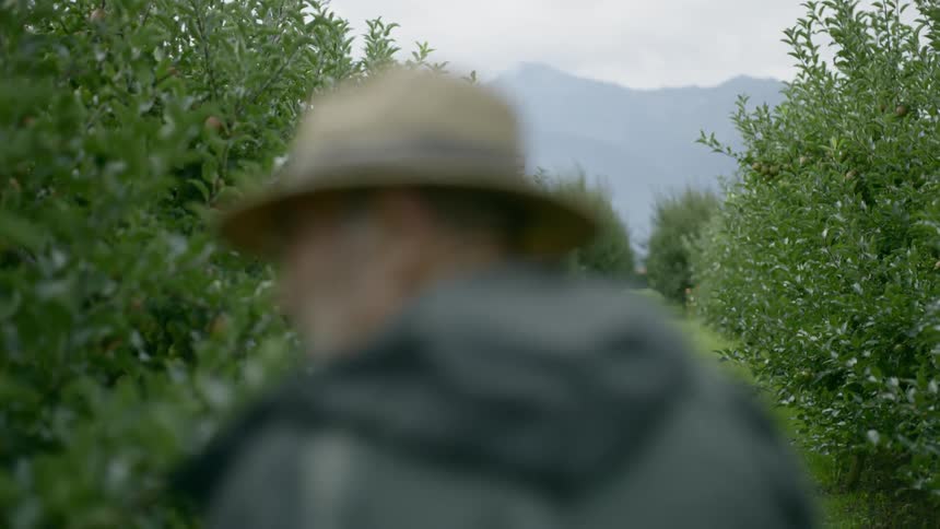 A man walks through rows of shrubs in a garden