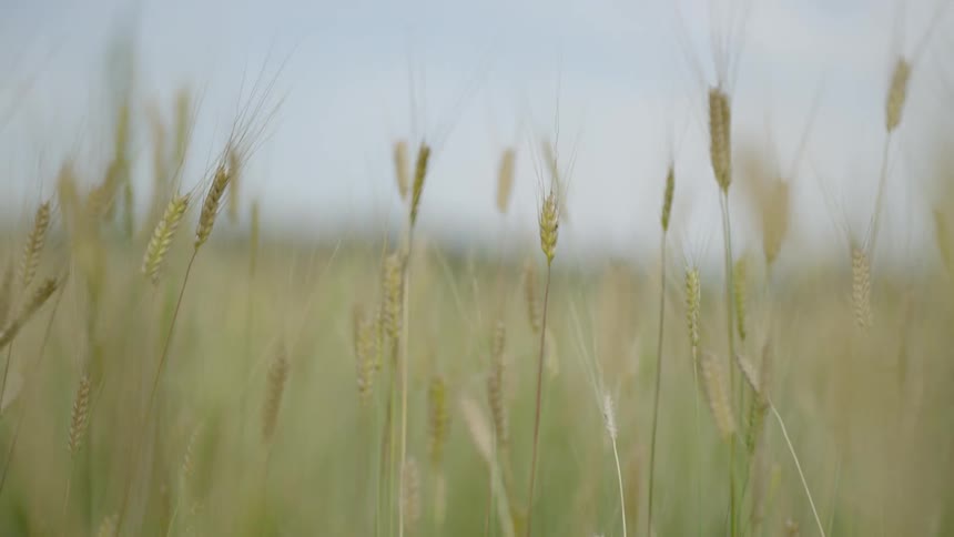 Grass is blowing in the wind