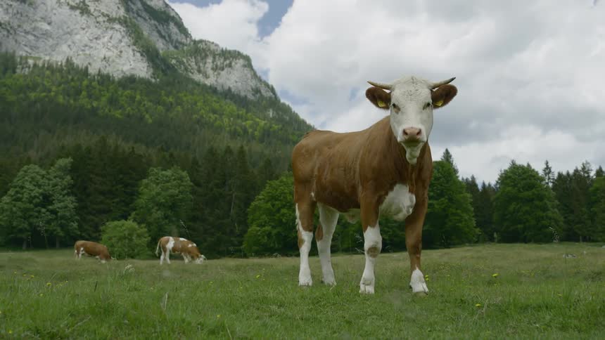 A large brown and white cow stands in a field at the base of a towering mountain that is surrounded by forest
