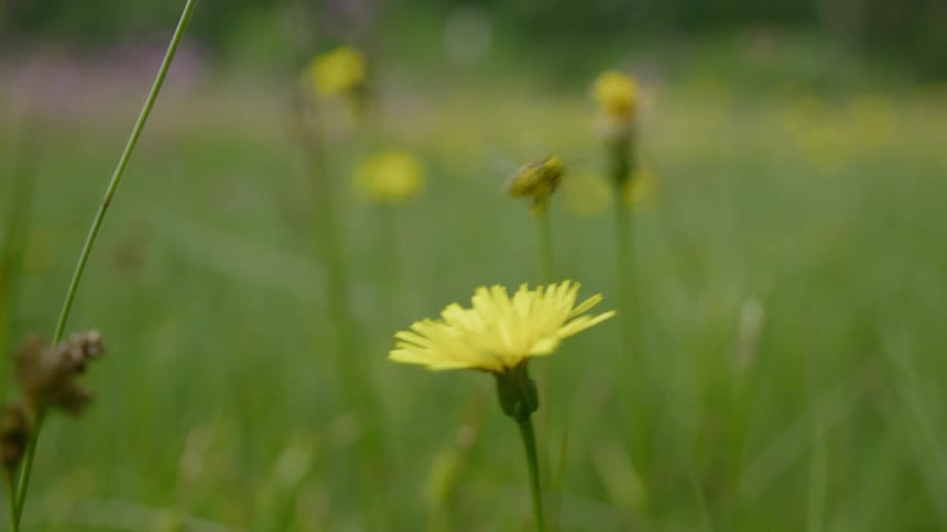 A bee flies out of a flower