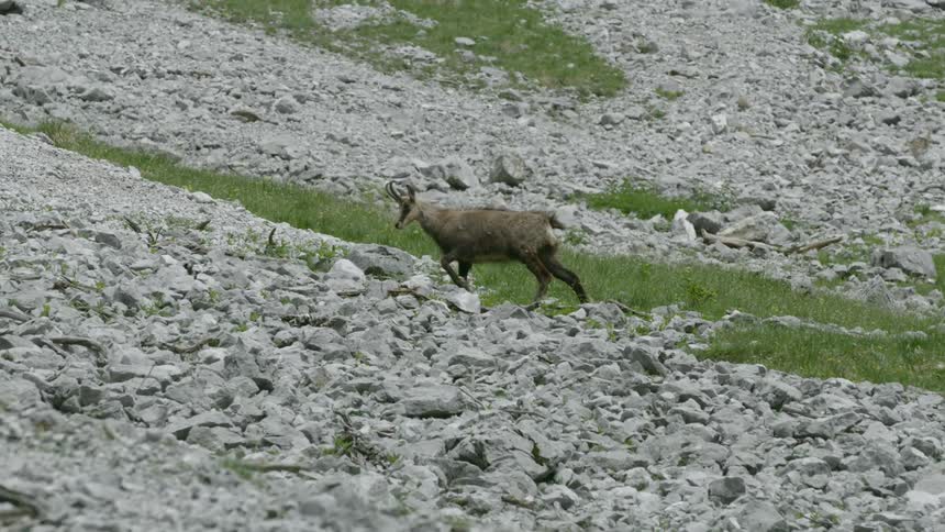 A deer in a grass field