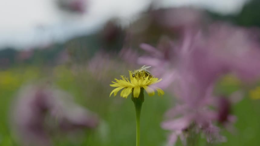 Flowers are blowing in the wind