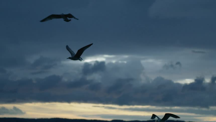 Seagulls fly near the surface of the water at dusk