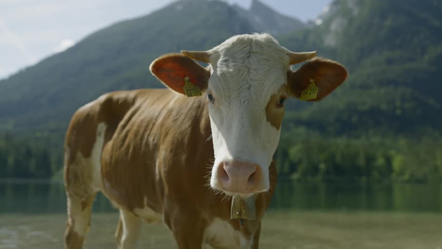 A cow is outdoors standing in a river
