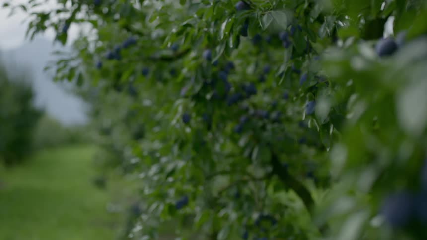 Purple plums in bunches on trees in an orchard