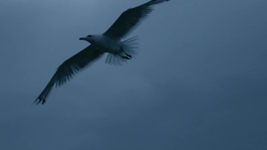 Seagull flies in the air with a cloudy sky in the background