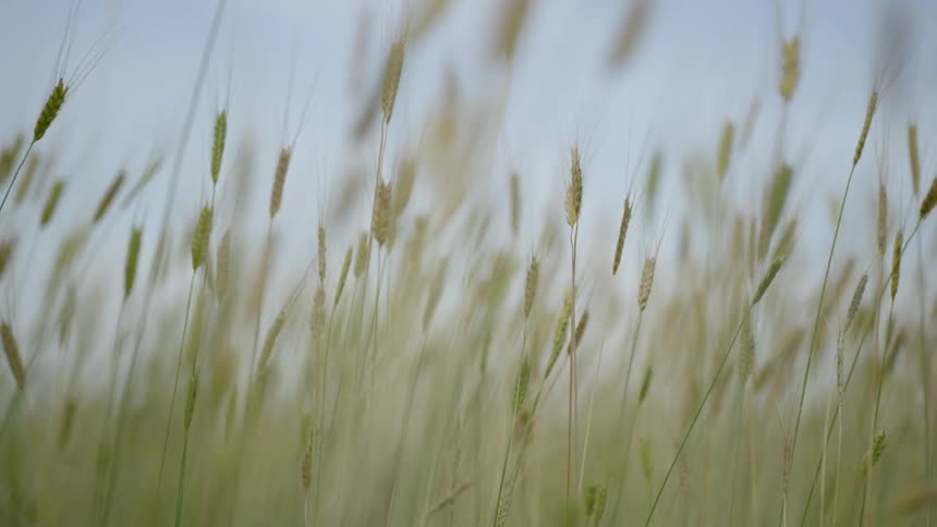 The spring wheat blows gently in the breeze