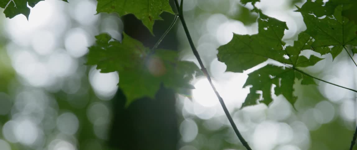 Sun streams through trees in the woods