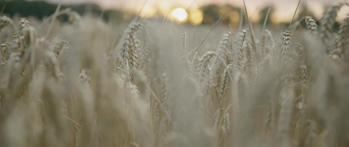 Ripe wheat kernels ready for harvesting at sunset