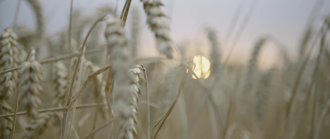 The ripe wheat sits in the field